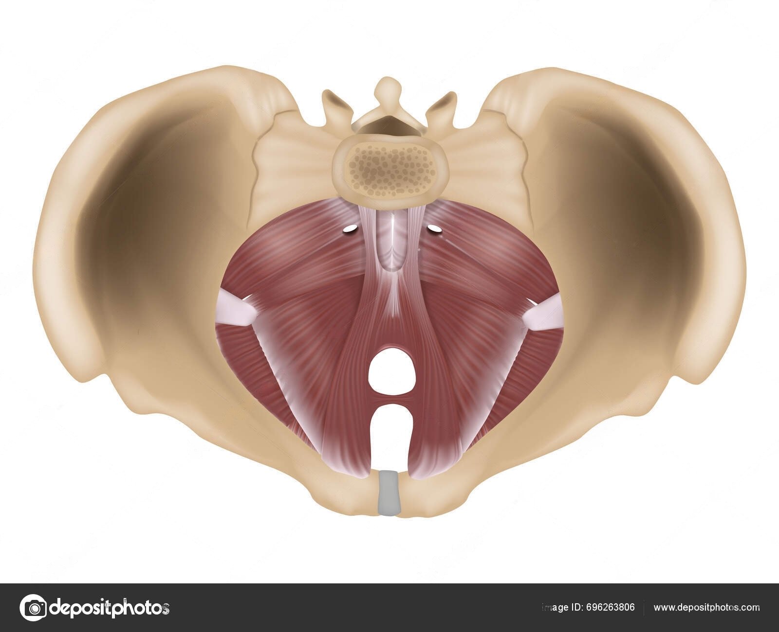 Suelo pelvico musculatura